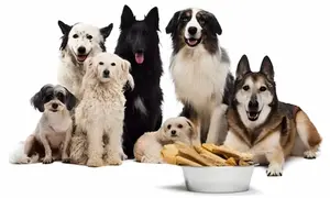 Is dehydrated dog food safe for puppies and senior dogs? Like any pet owner, you want the best food for your dog.
