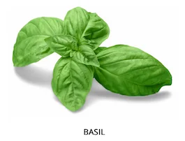 basil leaf bunch on a white background