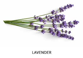 lavender bunch on a white background