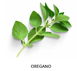 oregano leaves on the stem on a white background
