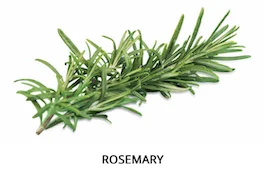 rosemary sprig on a white background