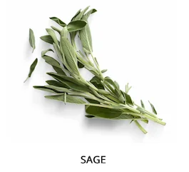 sage stalk on a white background