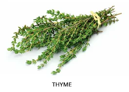 tied up bunch of thyme on a white background
