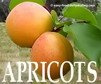 Apricots growing on a tree Apricots growing on a tree