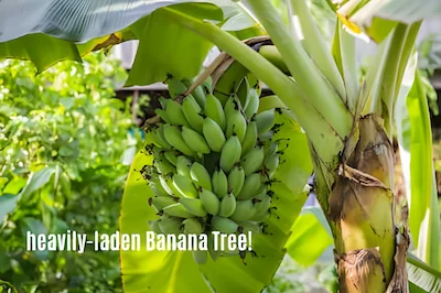 A good-lookin' banana tree!
