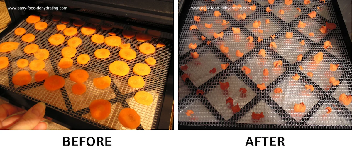 Before and after dehydrated carrots on Excalibur tray Side-by-side comparison of fresh carrot slices on an Excalibur dehydrator tray before drying and the same carrots fully dehydrated.