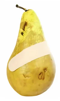 Ripe pear with a bandage on it Ripe pear with a bandage on it