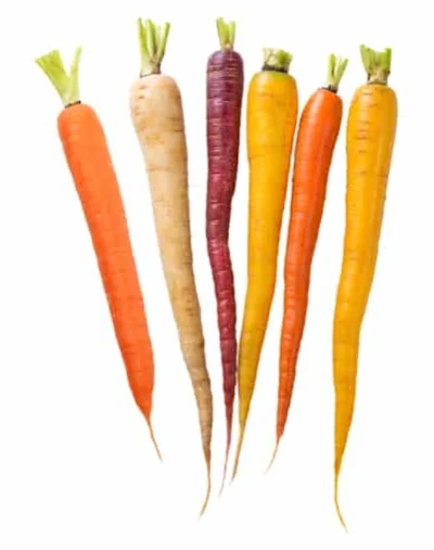 orange, purple, and white carrots on a white background