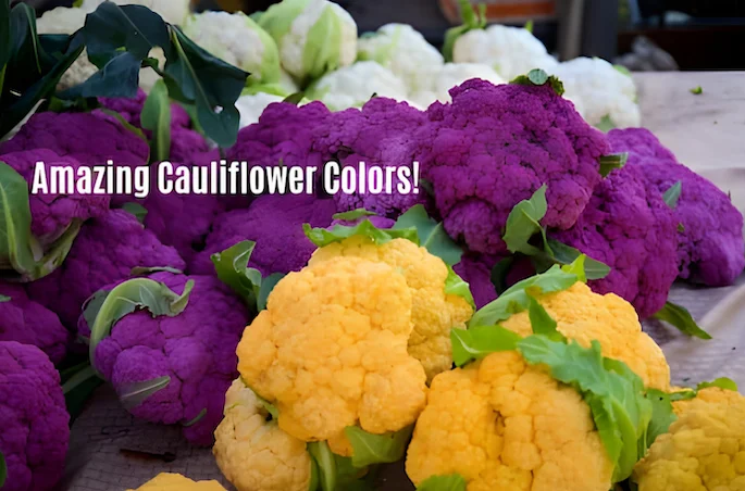white, purple, and yellow-orange cauliflower