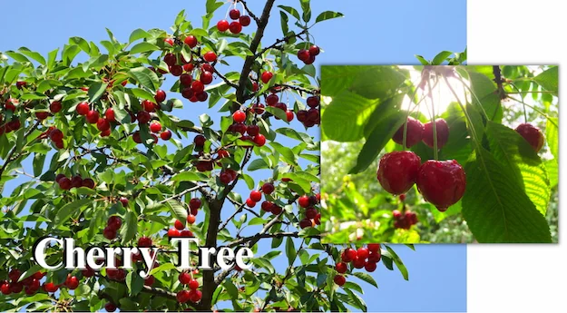 Cherry Tree, with close-up insert Cherry Tree