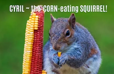 squirrel eating corn off the cob