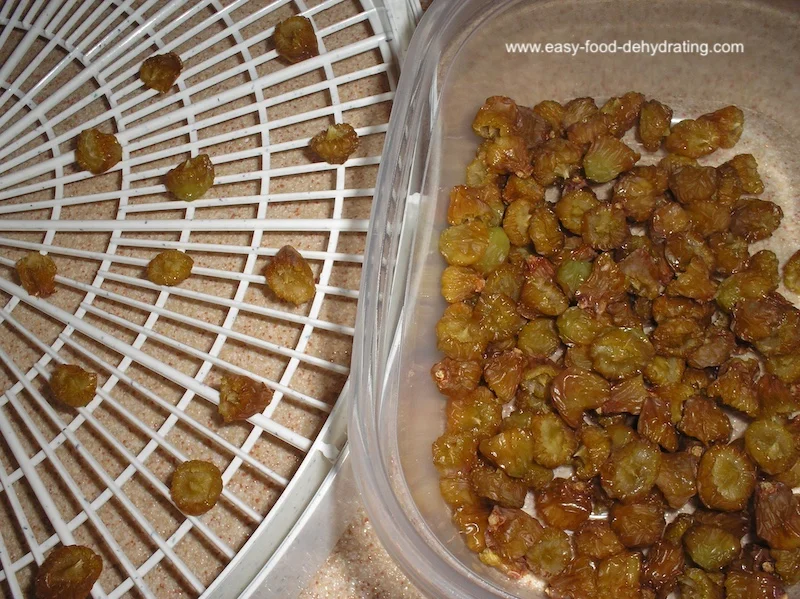 Dehydrating green grapes to make sweet, juicy raisins