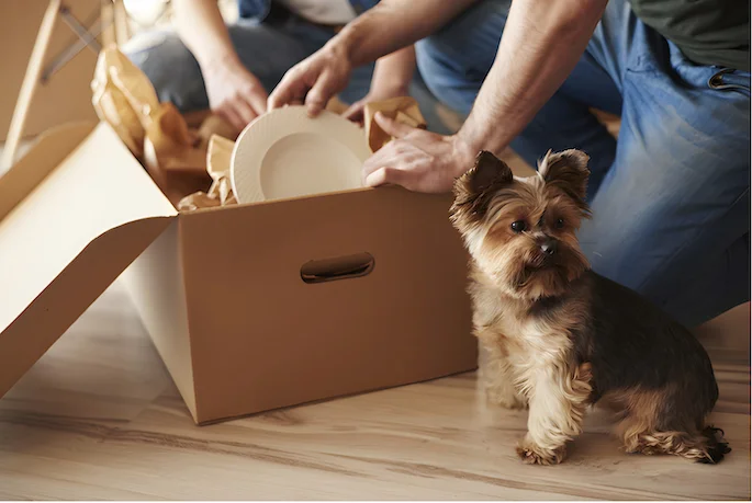 dog sitting near household items with humans close by opening boxes dog sitting near household items with humans close by opening boxes