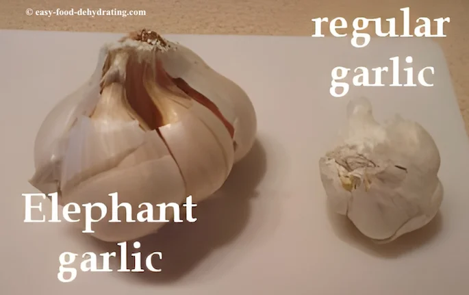Elephant and regular size garlic bulbs Elephant and regular size garlic bulbs