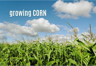 corn growing in a field