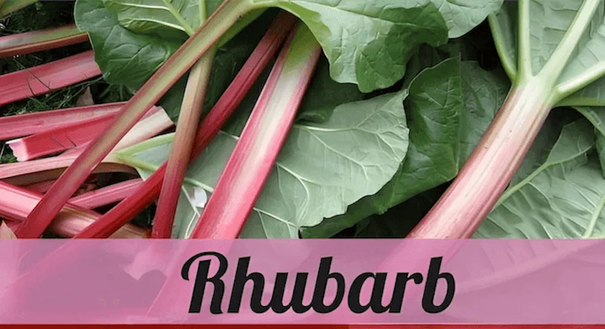 Fresh rhubarb stalks with green leaves, ready for cooking or baking