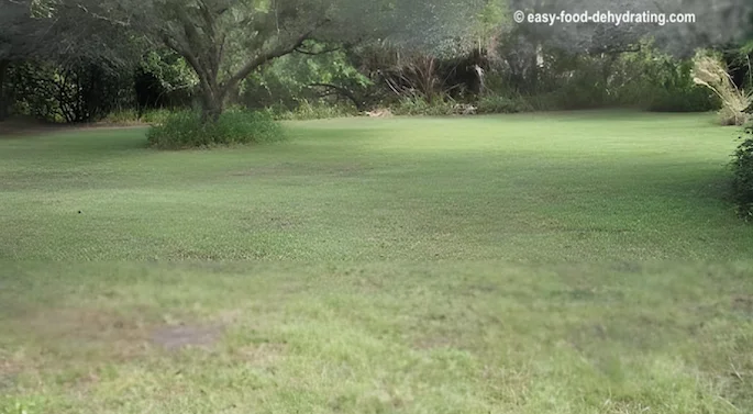 The chosen site for our garden... The chosen site for our garden...