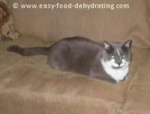 Gracie the cat, on the couch Gracie the cat, on the couch