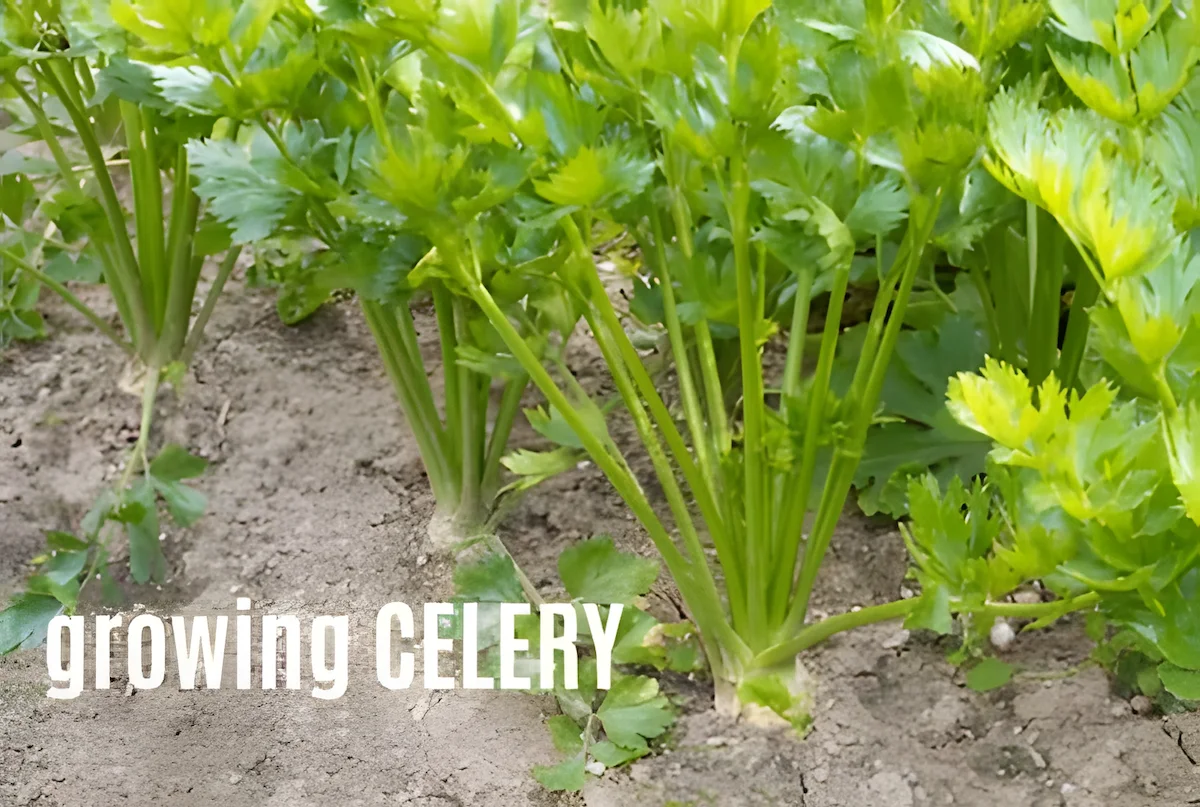 Celery growing in a field Growing celery in a field