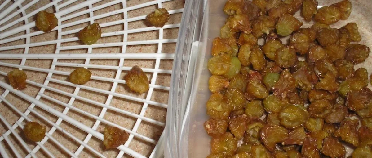 Dehydrating Fruit: Halved Grapes on Tray Halved green grapes on a dehydrator tray with a container of finished dried grapes—before and after.