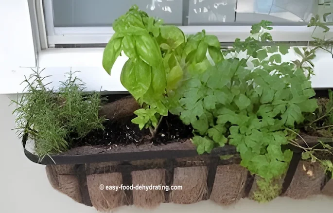Rosemary, Basil, and Italian Parsley in a hanging wall basket - close to the back door for easy pickin'! Rosemary, Basil, and Italian Parsley in a hanging wall basket