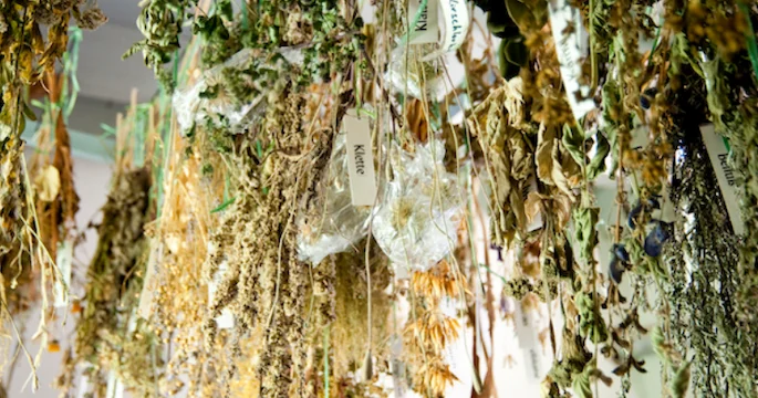 Herbs being hung to dry out Herbs being hung to dry out
