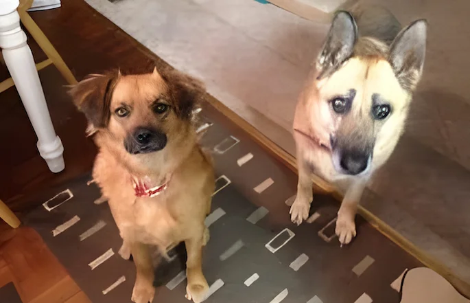 Two dogs, Molley and Kylee, ask their owner: Is the jerky done yet? Two dogs, Molley and Kylee, ask their owner: Is the jerky done yet?