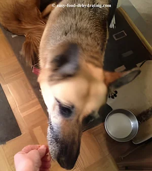 Kylee loves these liver dog jerky treats Kylee loves these liver dog jerky treats