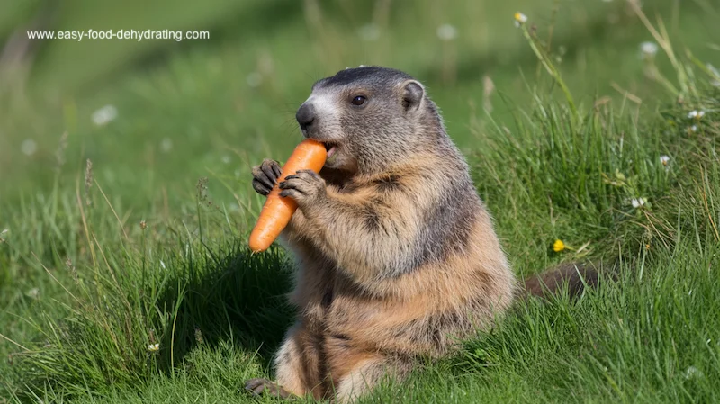 A marmot sitting in a grassy field while holding and eating a carrot