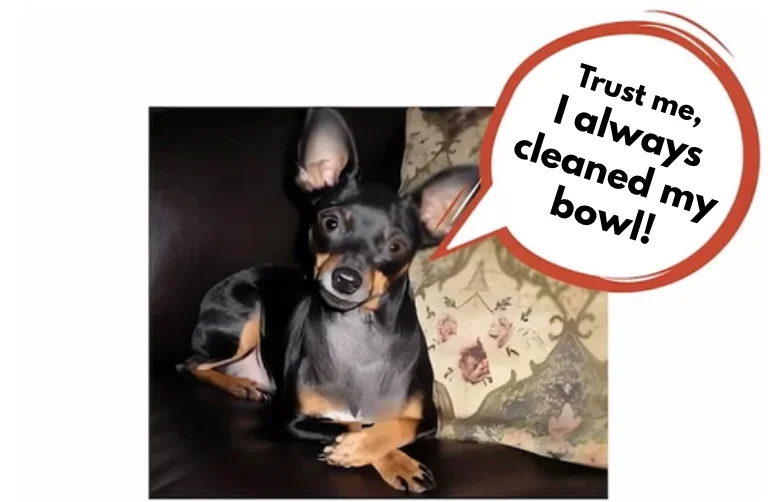 Black-and-tan Miniature Pinscher with a speech bubble saying, “Trust me, I always clean my bowl!”