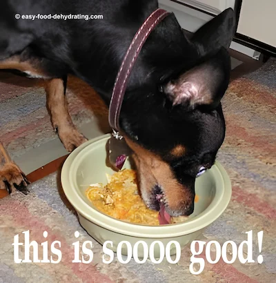 Look at our Miniature Pinscher eating Chicken Chow, made with love! Miniature Pinscher eating Chicken Chow homemade dog food
