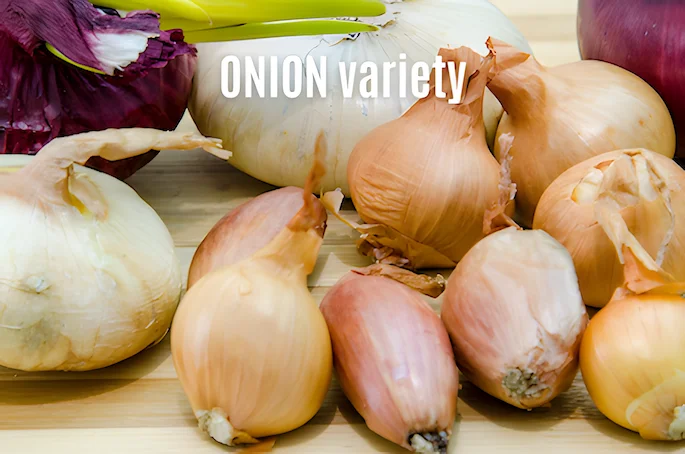 Four varieties of onions Four varieties of onions