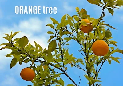 orange tree bearing fruit orange tree bearing fruit