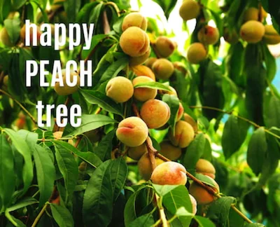A happy, healthy peach-laden tree peach-laden tree