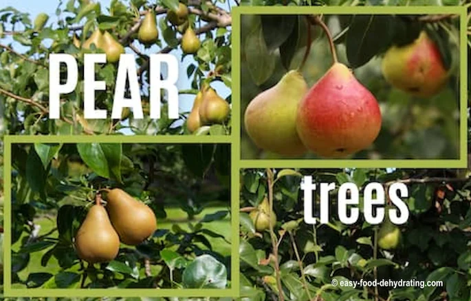 pear trees collage