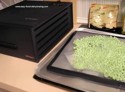 Peas dehydrating on Excalibur dehydrator tray