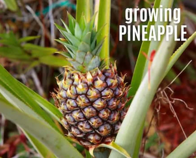Growing pineapples A pineapple starting to grow