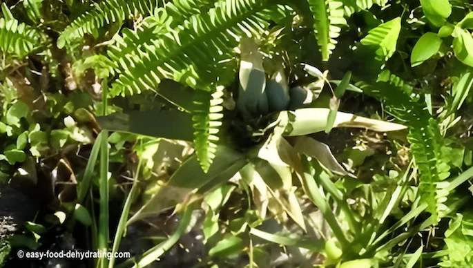 pineapple growing from the cut-off top of a pineapple - so easy to do! pineapple growing from the cut-off top of a pineapple