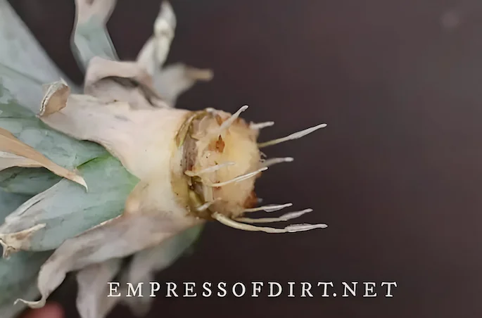 pineapple roots on the crown by Empress of Dirt