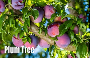 Plum tree Plum tree bearing fruit
