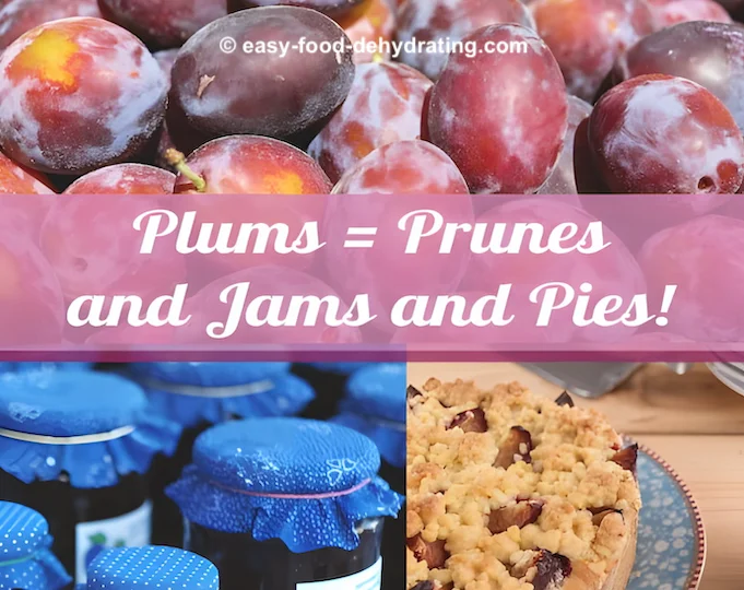 Plums = Prunes, plus make Jams, and Pies! Plums = Prunes, plus make Jams, and Pies!