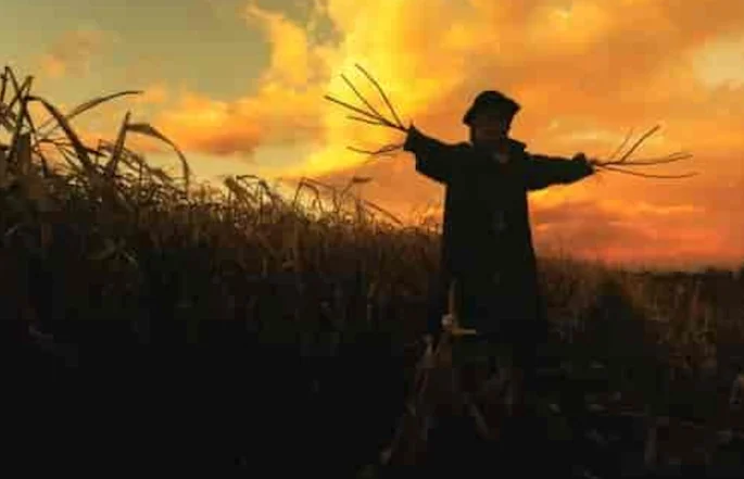 Scarecrow in a corn field at dusk Scarecrow in a corn field at dusk