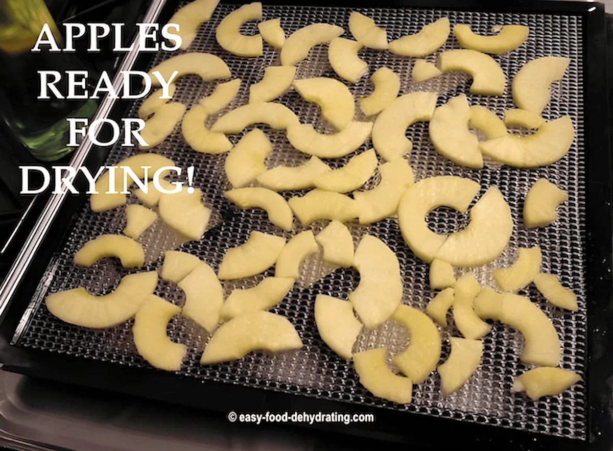 Apples ready for drying on a food dehydrator tray. Sliced apples arranged on a dehydrator tray, ready for drying.
