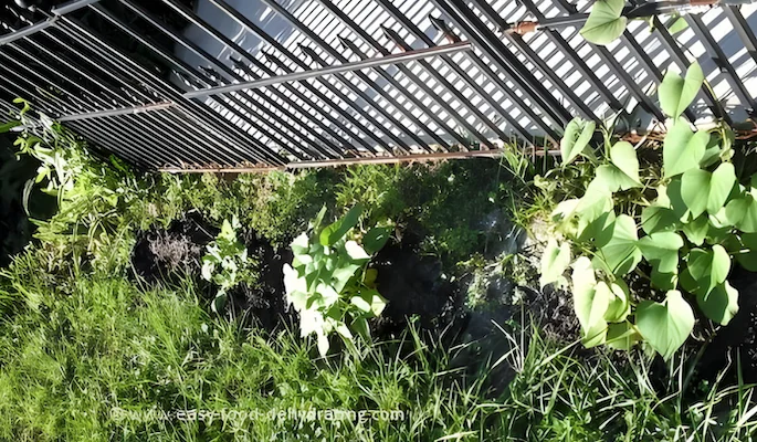 Sweet potatoes and white potatoes growing by my garden fence Sweet potatoes and white potatoes growing by my garden fence