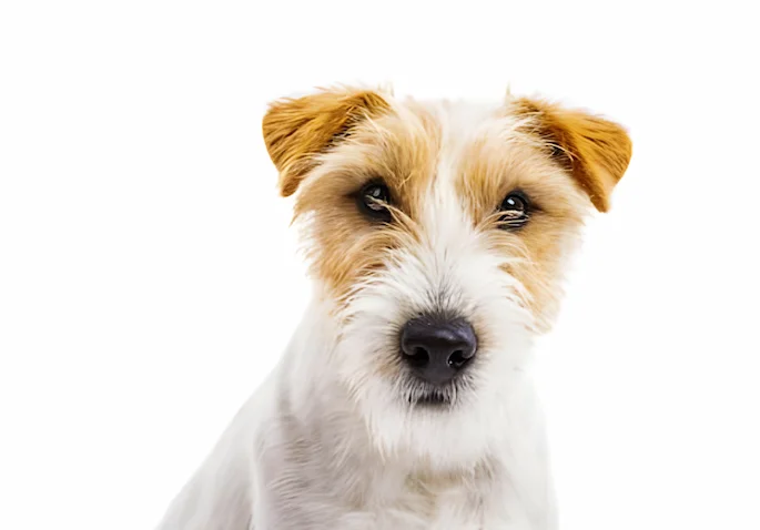 Parson Russell Terrier