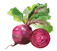 Fresh red beets with leafy greens