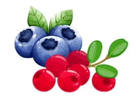 Blueberries and cranberries with leaves