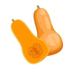 Butternut squash whole and halved