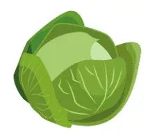Whole green cabbage illustration