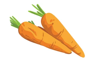 Fresh whole carrots with green tops